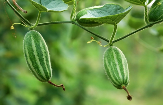 Pointed gourd