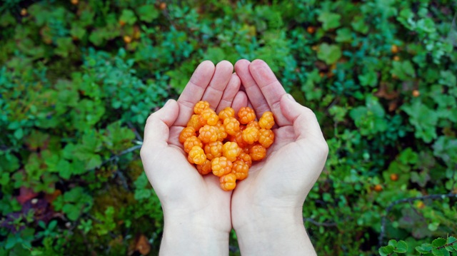 Cloudberry