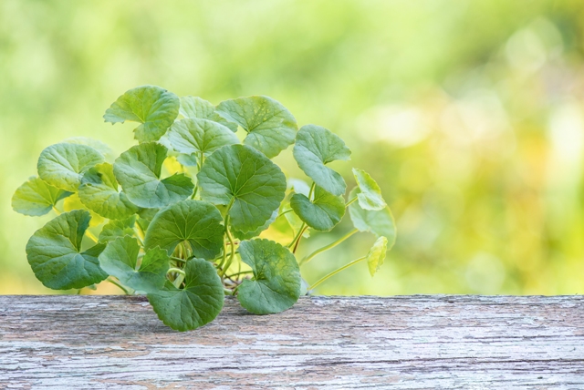 Centella asiatica