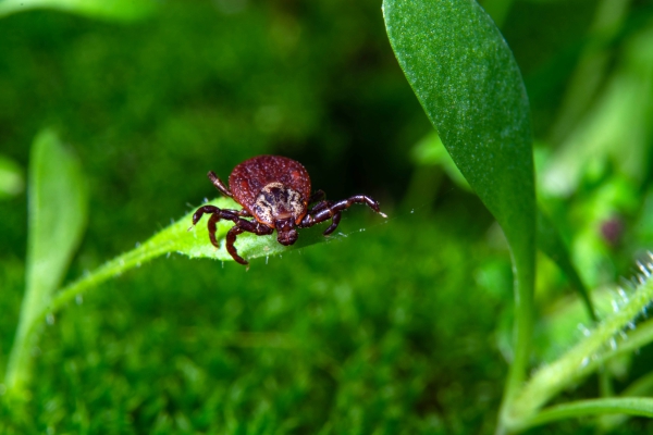 Rocky Mountain spotted fever 