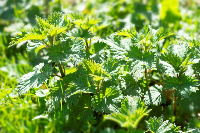 Nettle tea