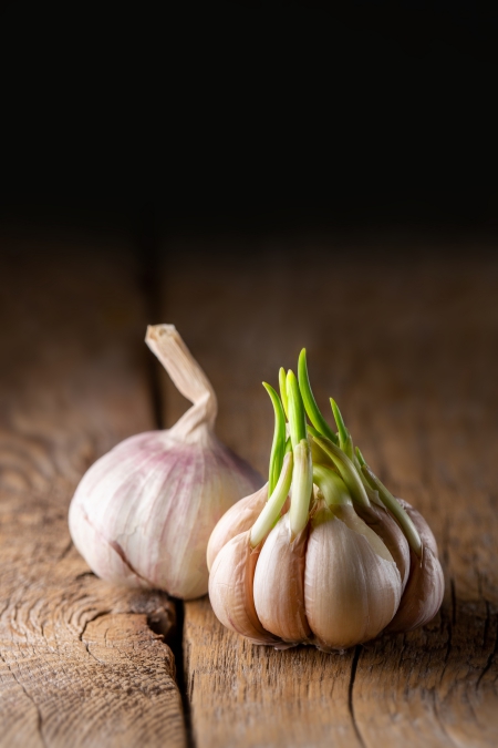 Garlic