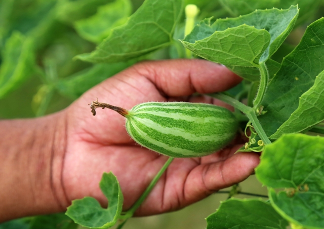 Pointed gourd