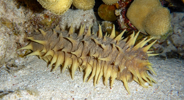 Sea cucumber