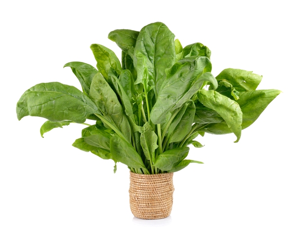 Spinach