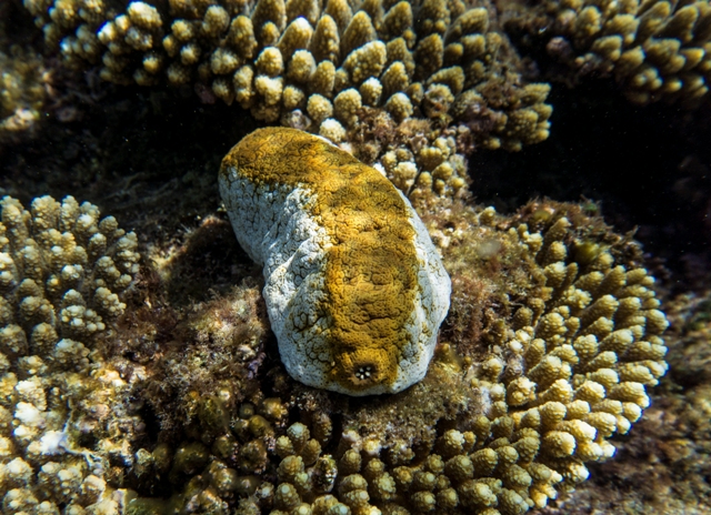 Sea cucumber