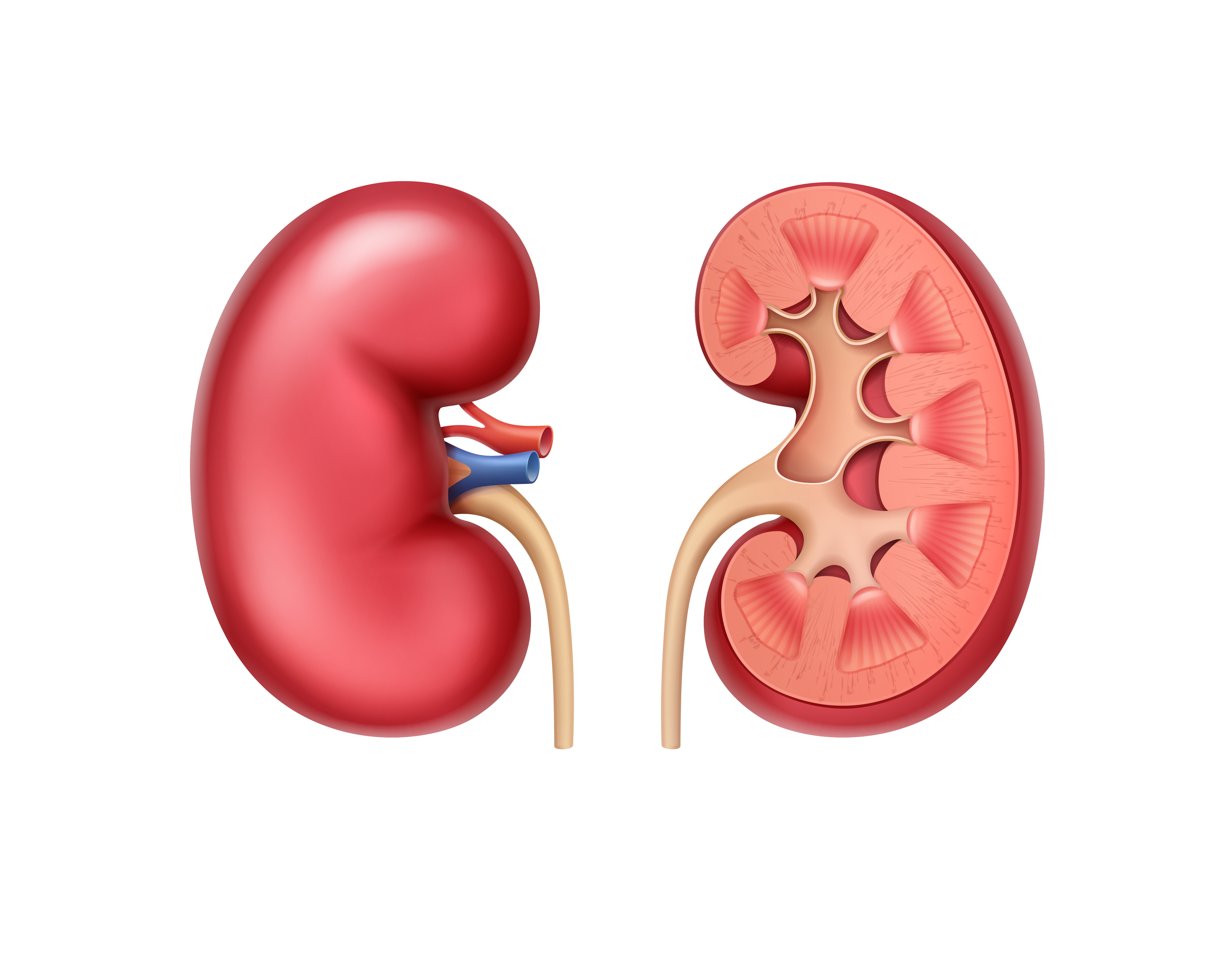 Kidney