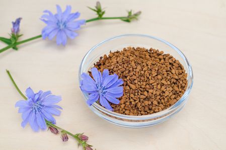 Chicory 